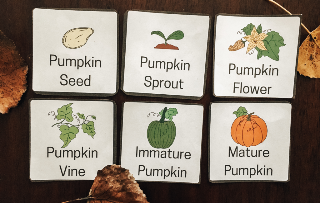 Pumpkin Unit Study flashcards